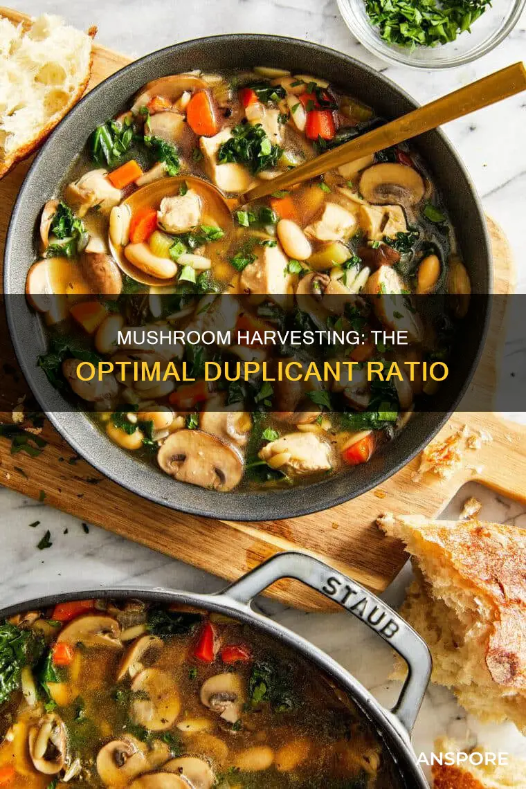 how many mushrooms per dupe