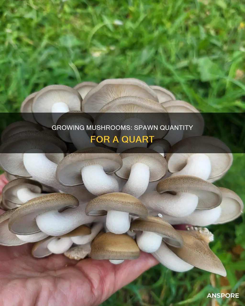 how many mushrooms per quart of spawn shroomery