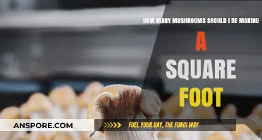 Mushroom Yield: Maximizing Your Square Footage