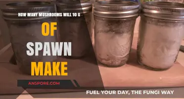 Maximizing Mushroom Yield: How Much Can 10g of Spawn Produce?