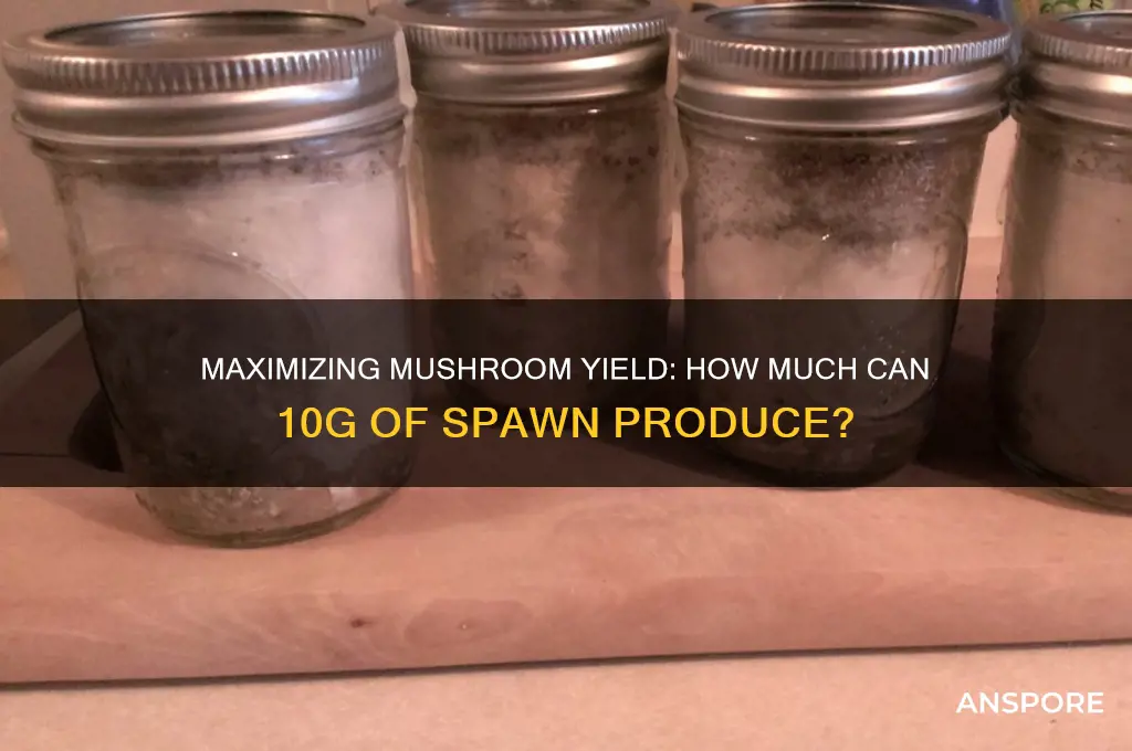 how many mushrooms will 10 g of spawn make