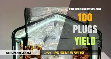 Mushroom Harvest: Plugs to Yield Ratio