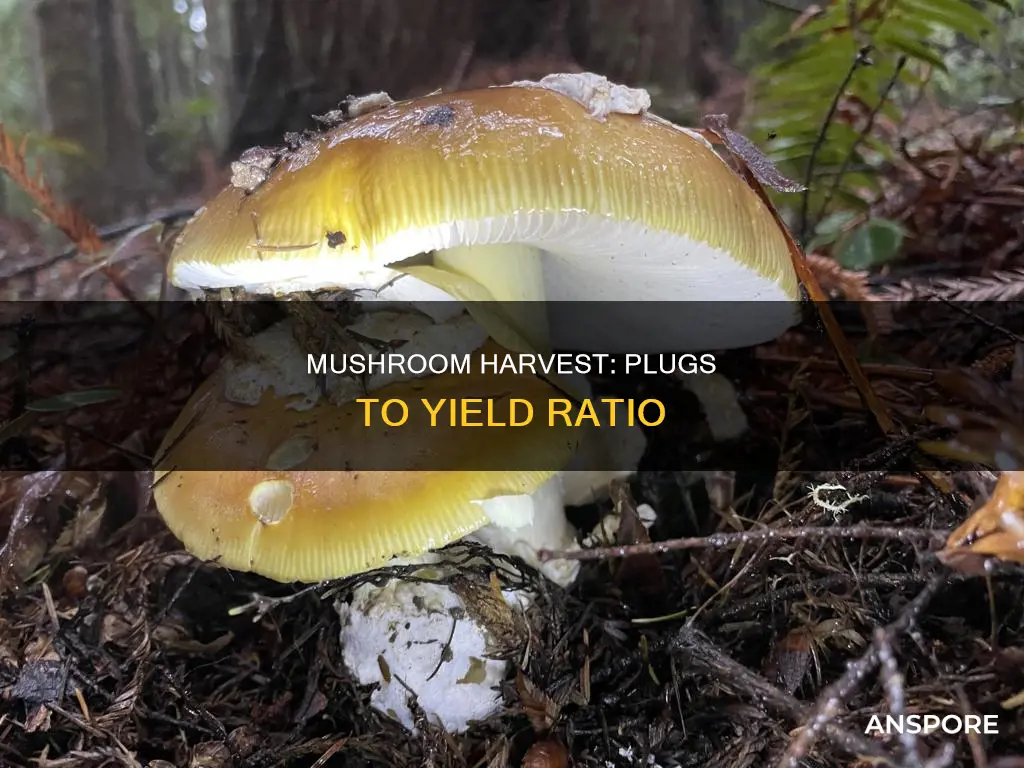 how many mushrooms will 100 plugs yield