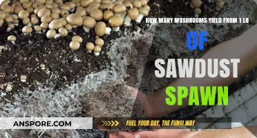 Growing Mushrooms: Yield Expectations From Sawdust Spawn