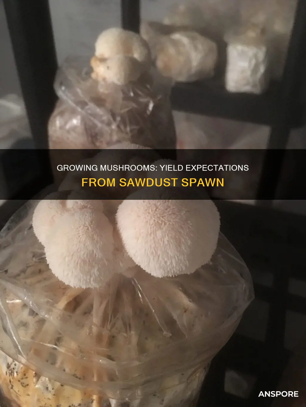 how many mushrooms yield from 1 lb of sawdust spawn