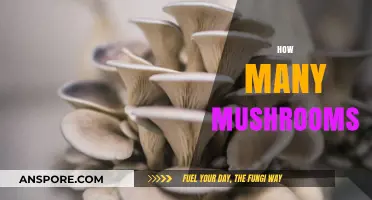 Mushroom Harvest: How Many is Too Many?