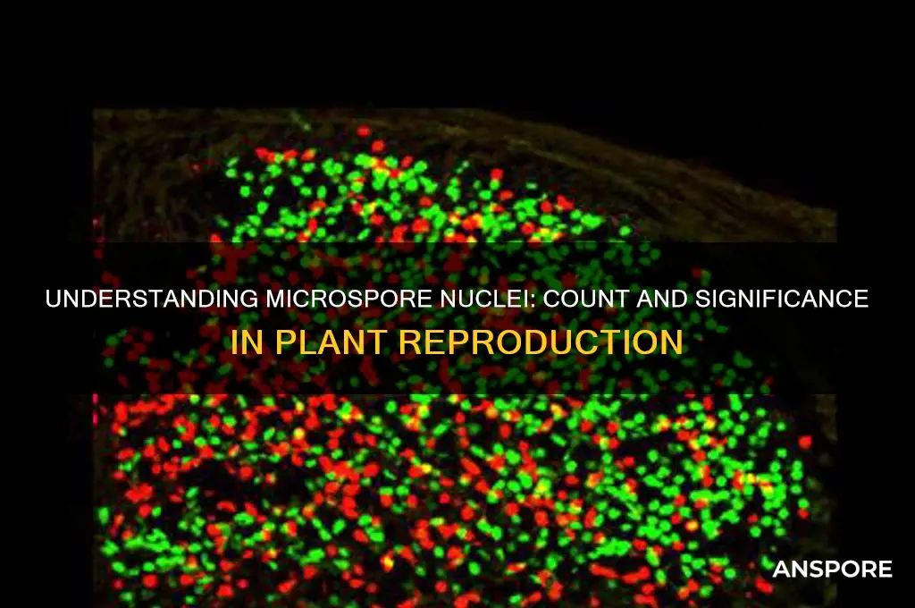 how many nuclei does a micro spore have