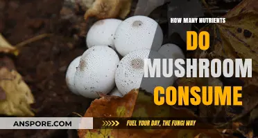 Mushrooms: Nutrient Absorption and Their Benefits