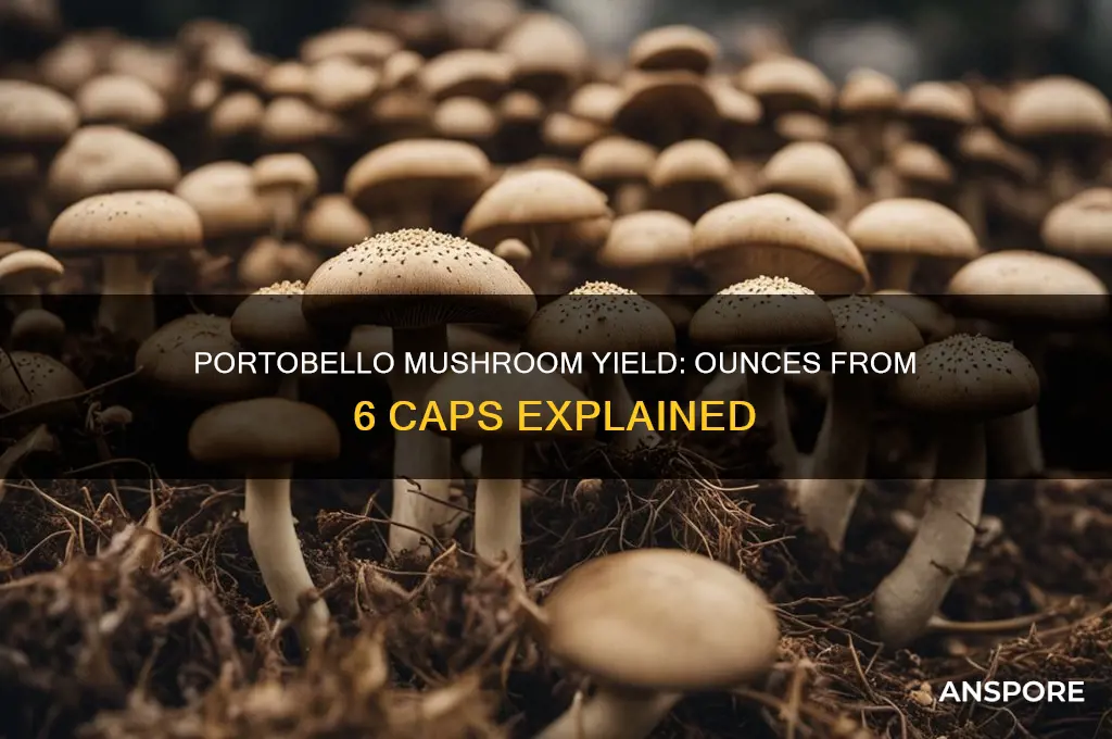 how many ounces can 6 portobello mushrooms make