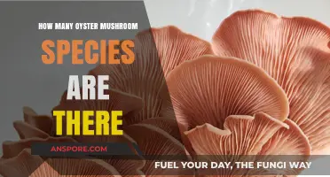 Oyster Mushroom Species: How Many Exist?