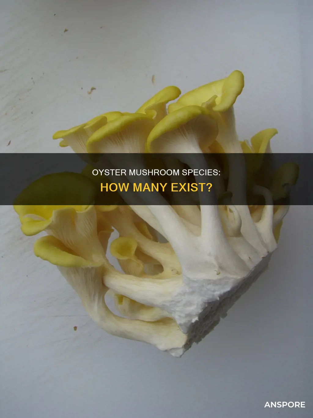 how many oyster mushroom species are there