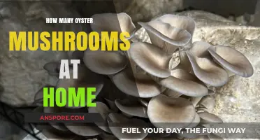 Grow Oyster Mushrooms at Home: An Easy Guide