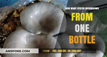 Growing Oyster Mushrooms: A Bounty from a Bottle