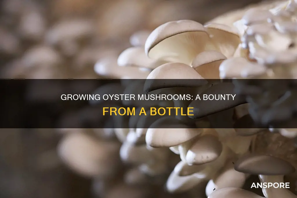 how many oyster mushrooms from one bottle