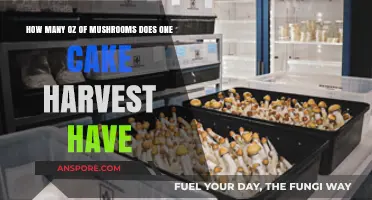 Mushroom Harvest: Yield Expectations From One Cake