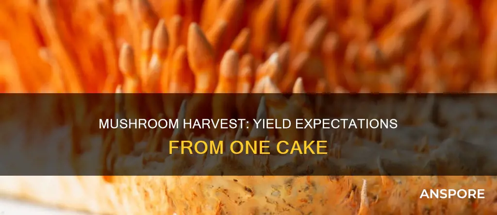 how many oz of mushrooms does one cake harvest have