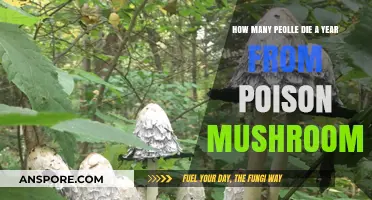 Deadly Harvest: Annual Mushroom Poisoning Fatalities Revealed