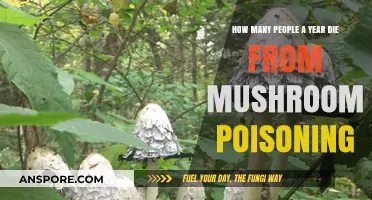 Annual Mushroom Poisoning Deaths: Shocking Statistics and Prevention Tips