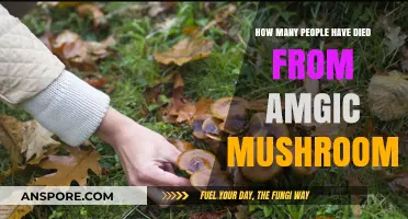 Magic Mushrooms: A Deadly Trip?