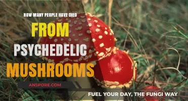 Psychedelic Mushroom Deaths: A Statistical Overview
