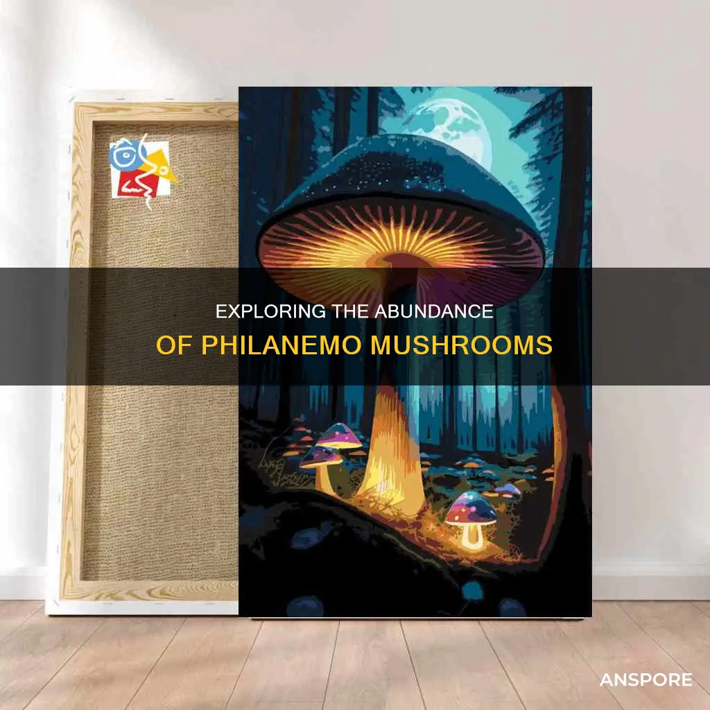 how many philanemo mushrooms are there