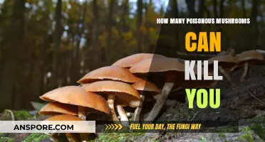 Deadly Fungi: How Many Poisonous Mushrooms Can Be Fatal?