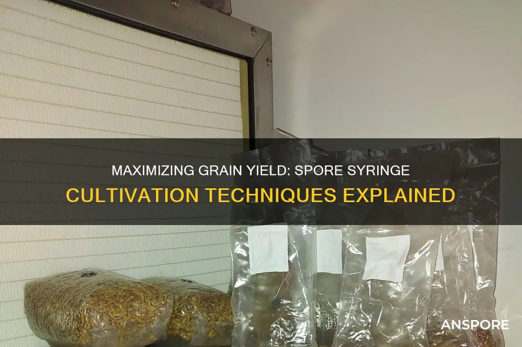 how many pounds of grain will a spore syringe