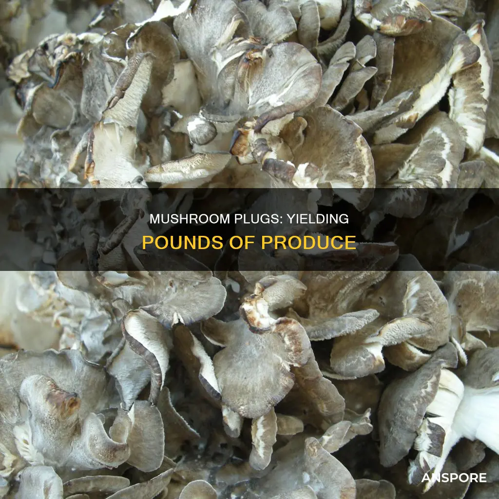 how many pounds of mushrooms does one plug produce