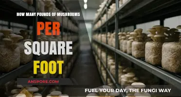 Mushroom Yield: Pounds Per Square Foot