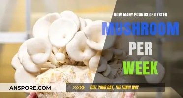 Grow Oyster Mushrooms: Weekly Yield Expectations