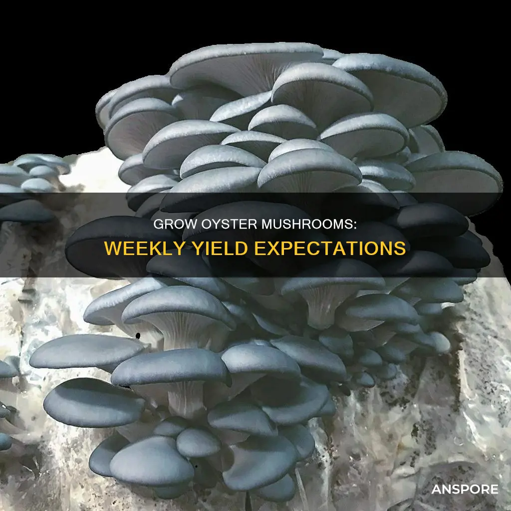 how many pounds of oyster mushrooms per week