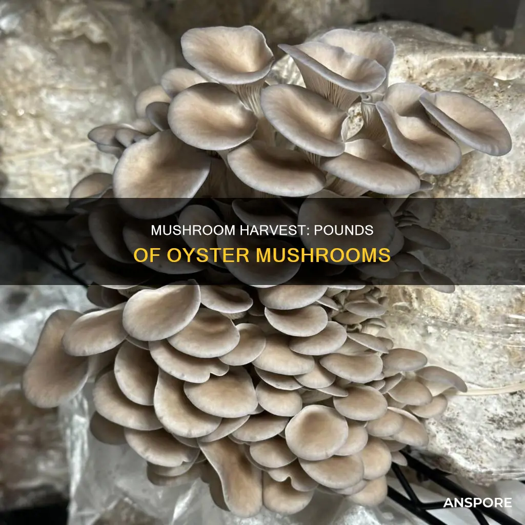 how many pounds of oyster mushrooms
