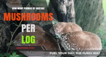 Cultivating Shiitake: Pounds of Mushrooms per Log
