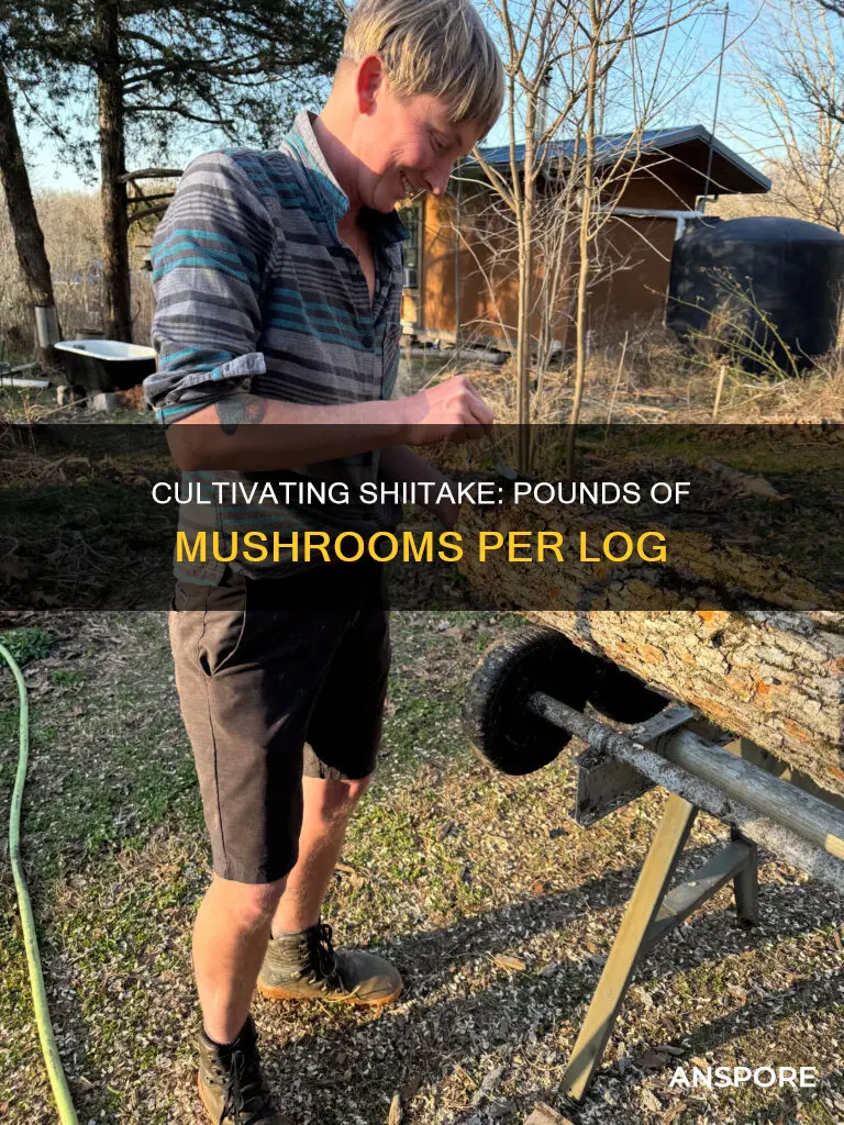 how many pounds of shiitake mushrooms per log