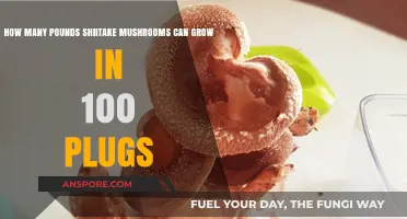 Shiitake Mushroom Yield: How Much Can 100 Plugs Produce?