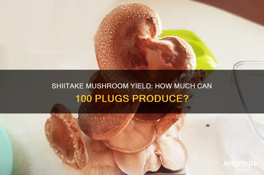 how many pounds shiitake mushrooms can grow in 100 plugs