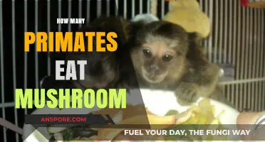 Exploring Mushroom Consumption Among Primates: Species, Habits, and Insights