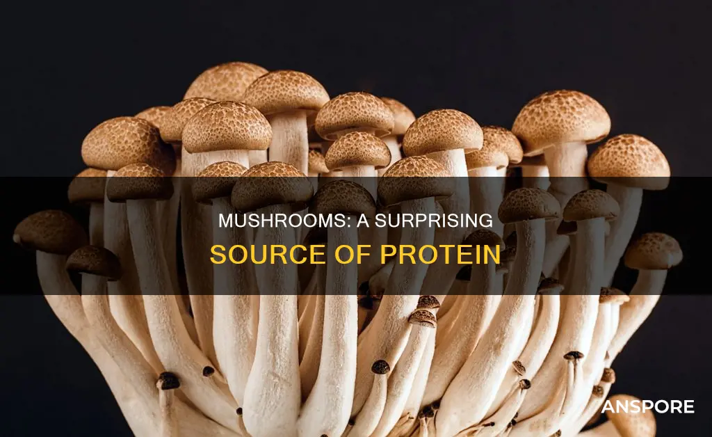 how many protein in mushroom