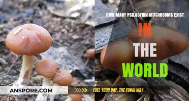 Exploring the Vast World of Magic Mushrooms