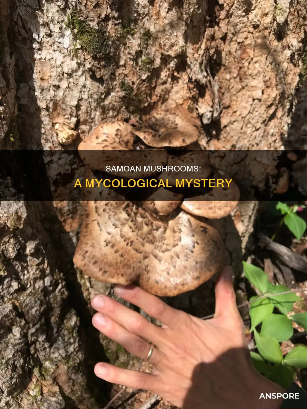how many samoan mushroom
