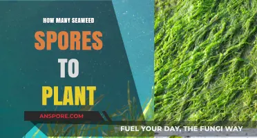 Optimal Seaweed Spore Planting Guide: How Many to Start With?