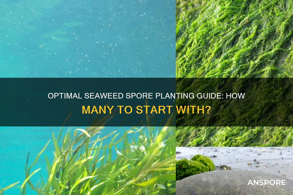 how many seaweed spores to plant