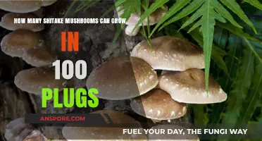 Maximizing Shiitake Yield: How Many Mushrooms Can 100 Plugs Produce?