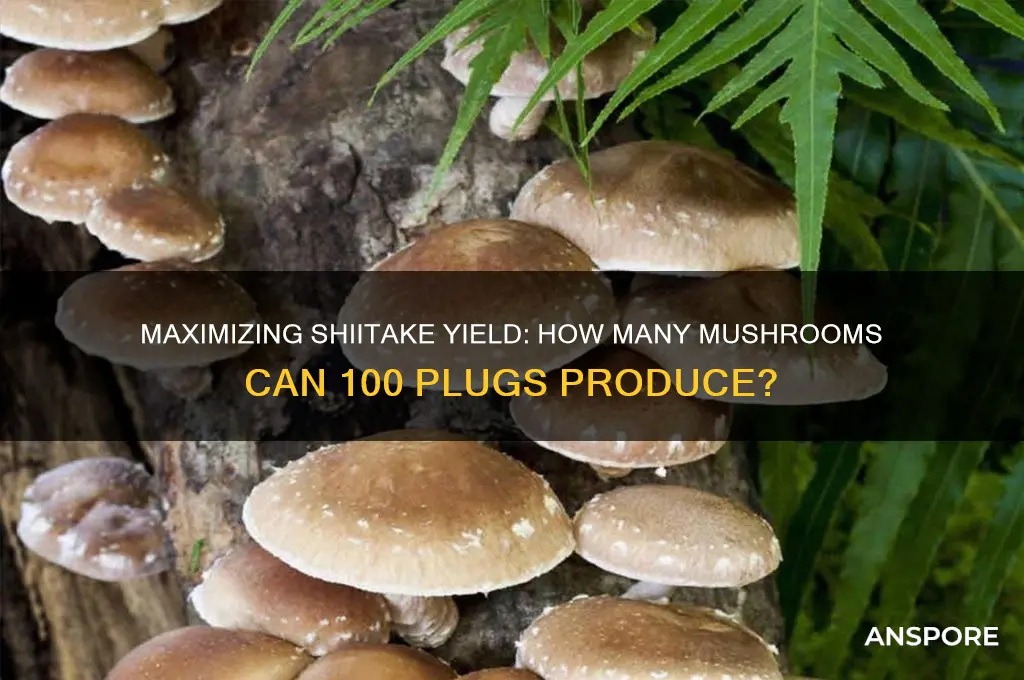 how many shitake mushrooms can grow in 100 plugs