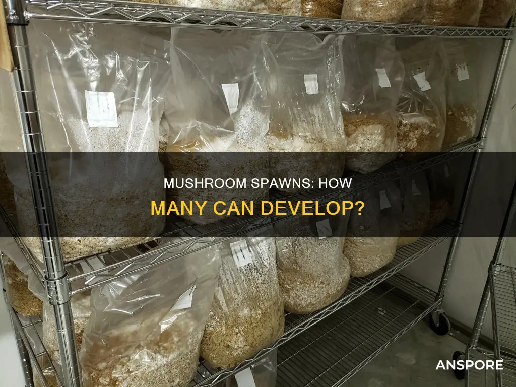 how many spawns does a mushroom contain