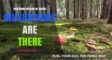 Exploring the Diversity: Agaric Mushroom Species