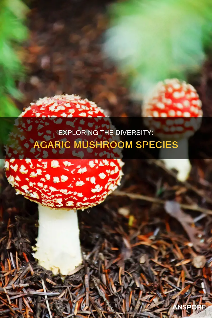 how many species of agaric mushrooms are there