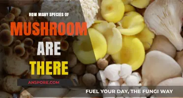Mushroom Species: A Diverse and Countless Kingdom