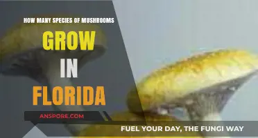 Exploring Florida's Diverse Mushroom Species: A Comprehensive Guide