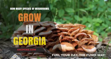 Exploring Georgia's Diverse Mushroom Species: A Comprehensive Guide